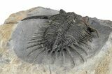 Kayserops megaspina Trilobite - Bou Lachrhal, Morocco #255440-4